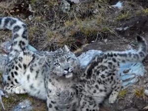 Снежный леопард с детенышем фото